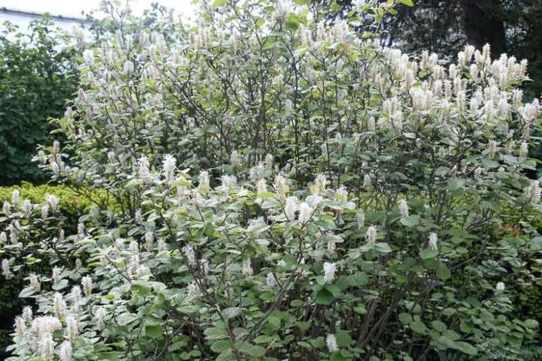Fothergilla Major 'mount Airy' - View 10 from www redcrocus com