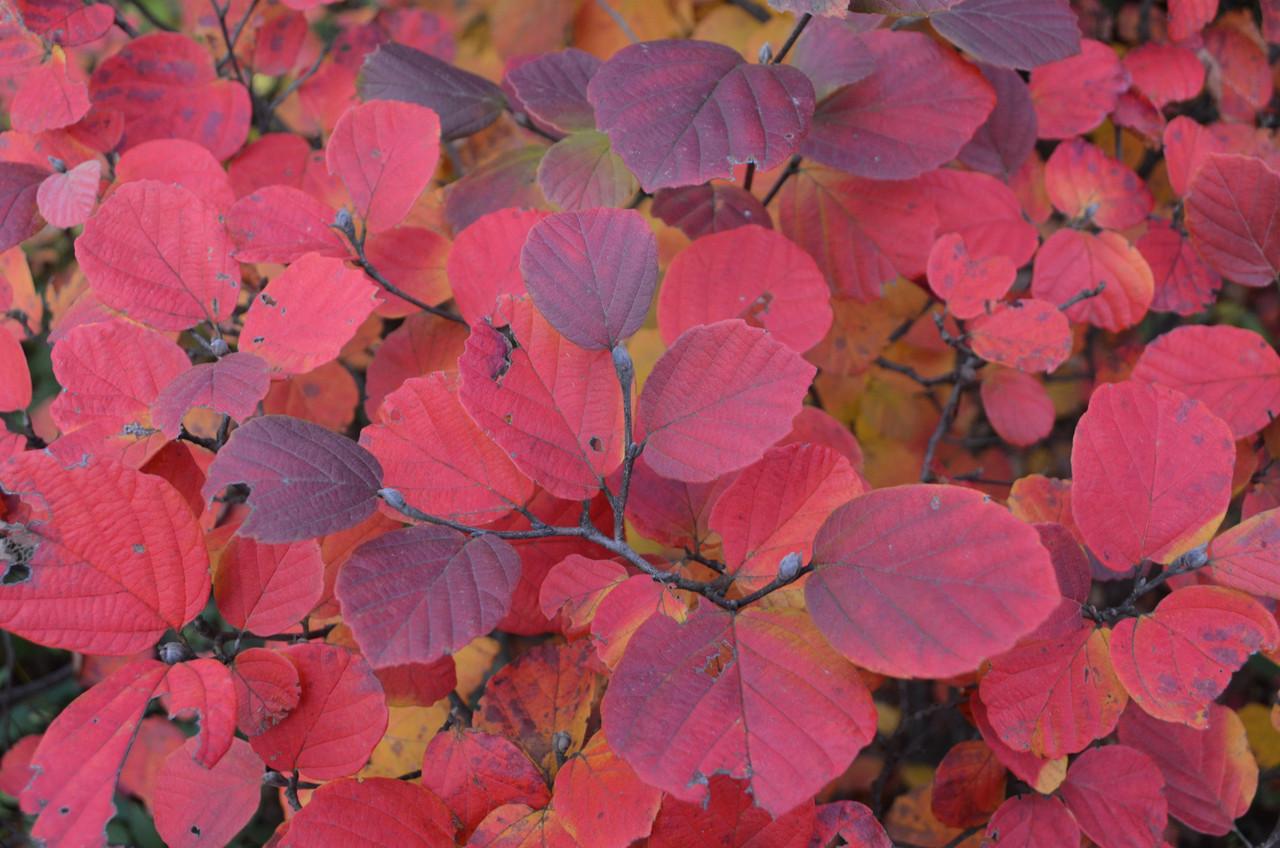 Fothergilla Major 'mount Airy' - View 11 from www redcrocus com