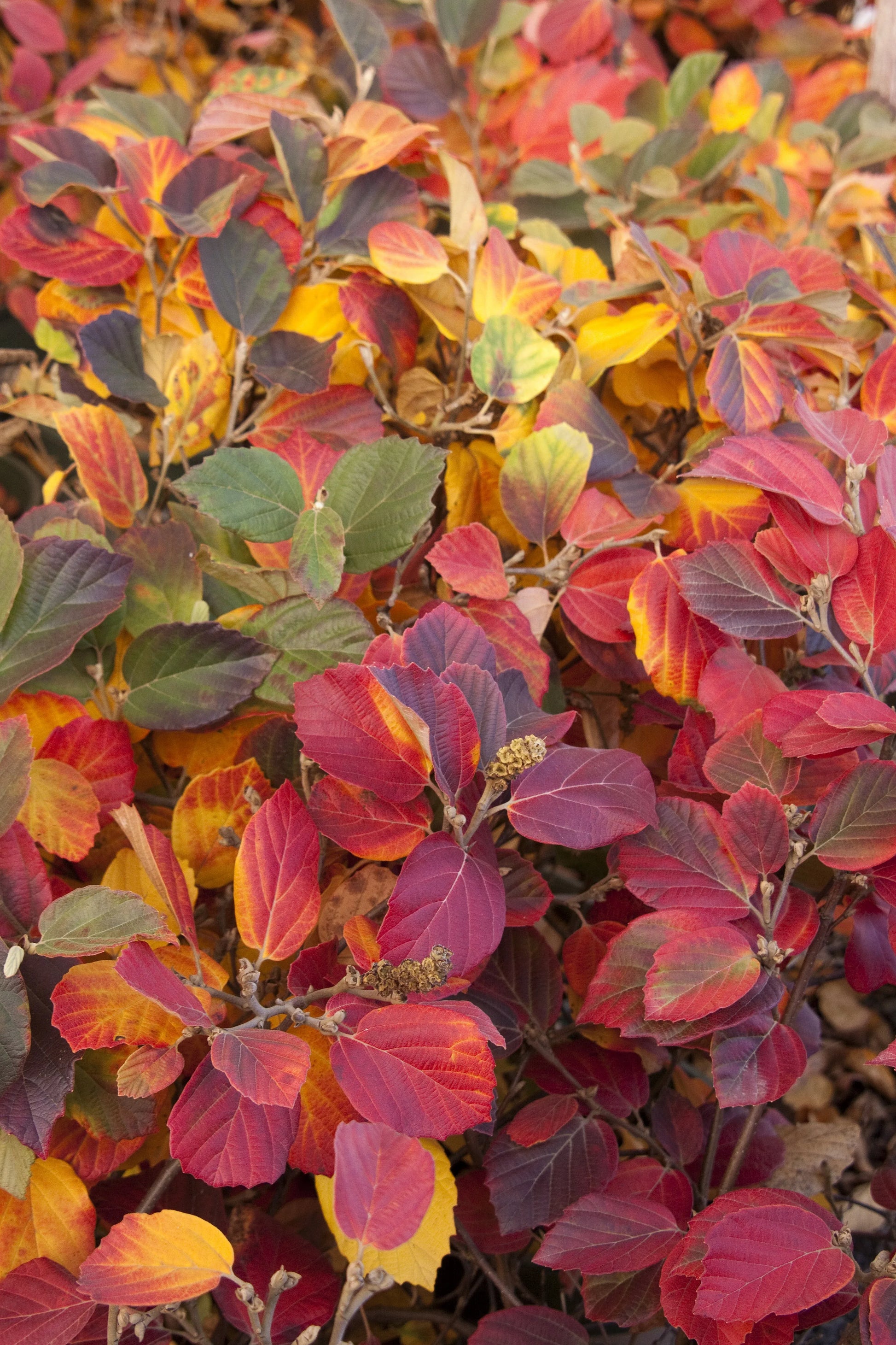Fothergilla Major 'mount Airy' - View 12 from www redcrocus com