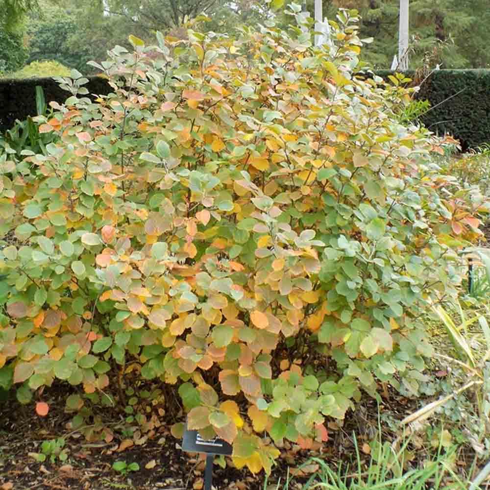 Fothergilla Major 'mount Airy' - View 13 from www redcrocus com
