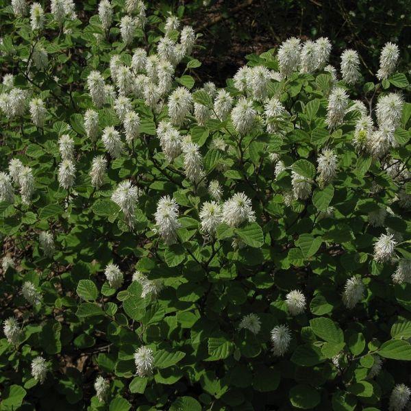 Fothergilla Major 'mount Airy' - View 14 from www redcrocus com