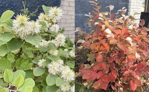 Fothergilla Major 'mount Airy' - View 15 from www redcrocus com