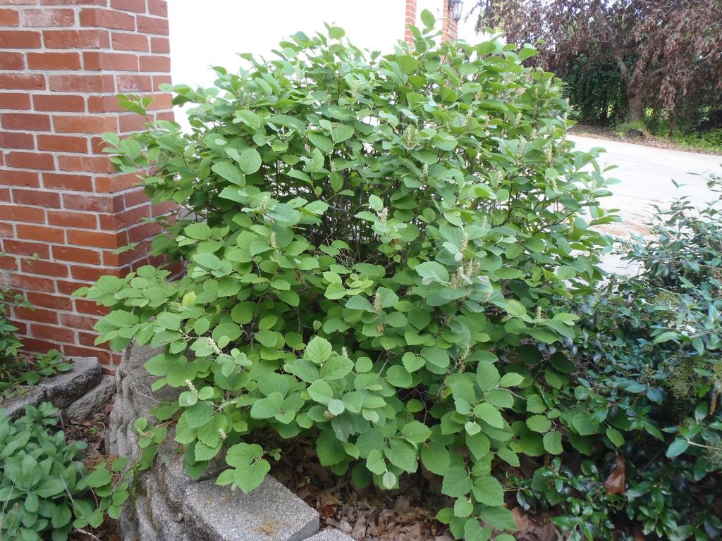 Fothergilla Major 'mount Airy' - View 16 from www redcrocus com