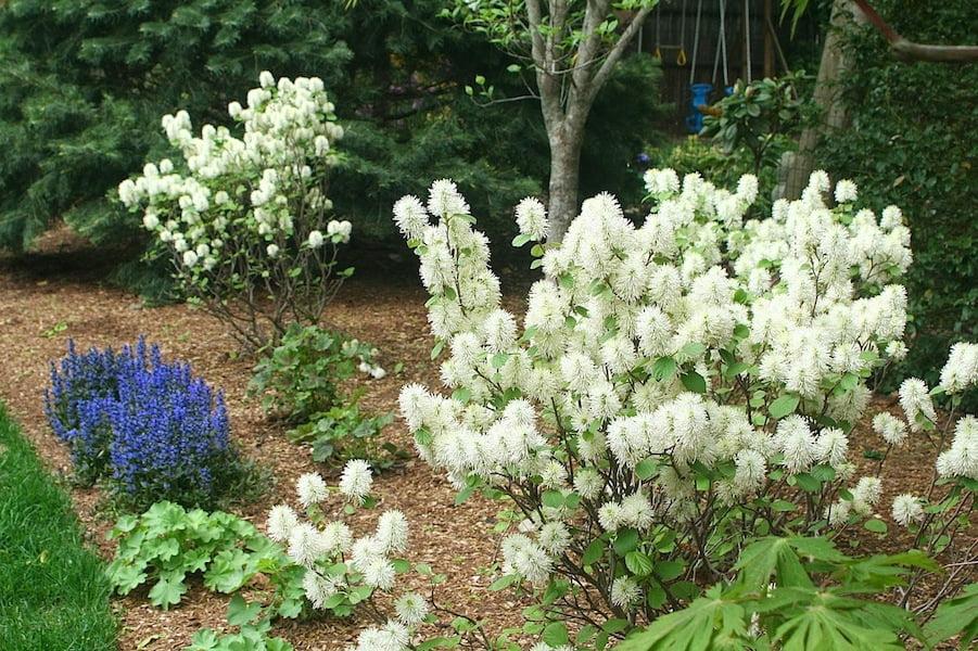 Fothergilla Major 'mount Airy' - View 17 from www redcrocus com