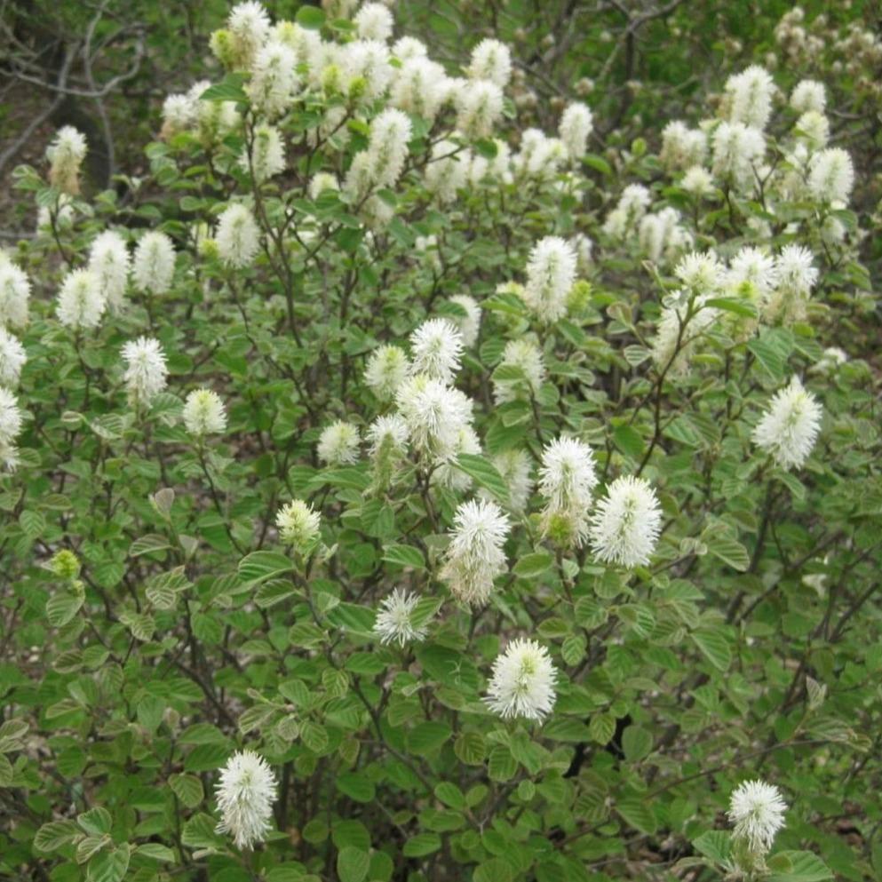 Fothergilla Major 'mount Airy' - View 18 from www redcrocus com