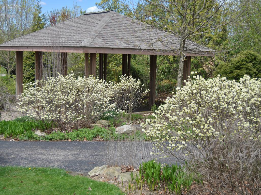 Fothergilla Major 'mount Airy' - View 19 from www redcrocus com