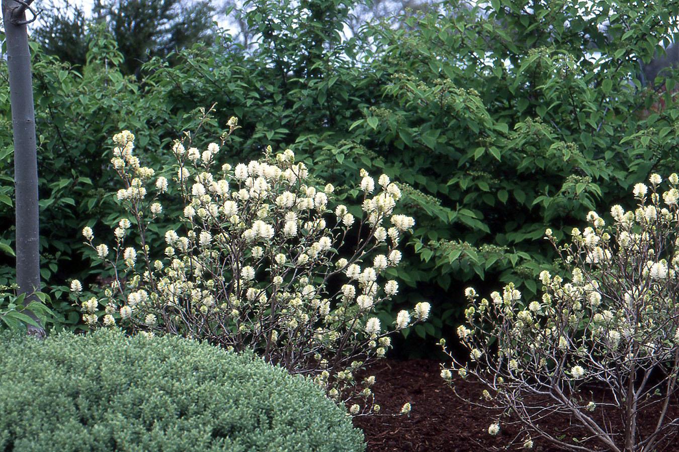 Fothergilla Major 'mount Airy' - View 1 from www redcrocus com