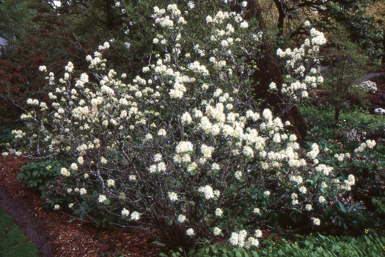 Fothergilla Major 'mount Airy' - View 20 from www redcrocus com