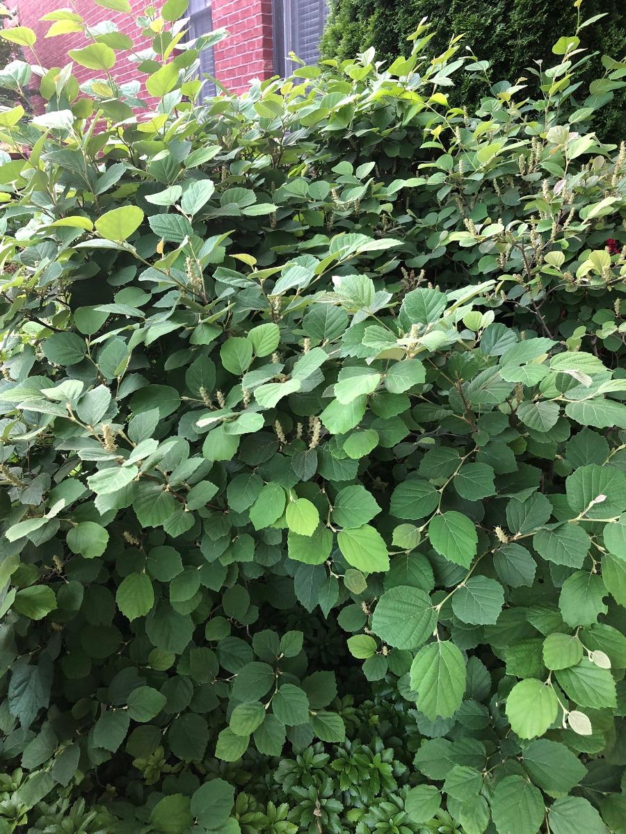 Fothergilla Major 'mount Airy' - View 21 from www redcrocus com