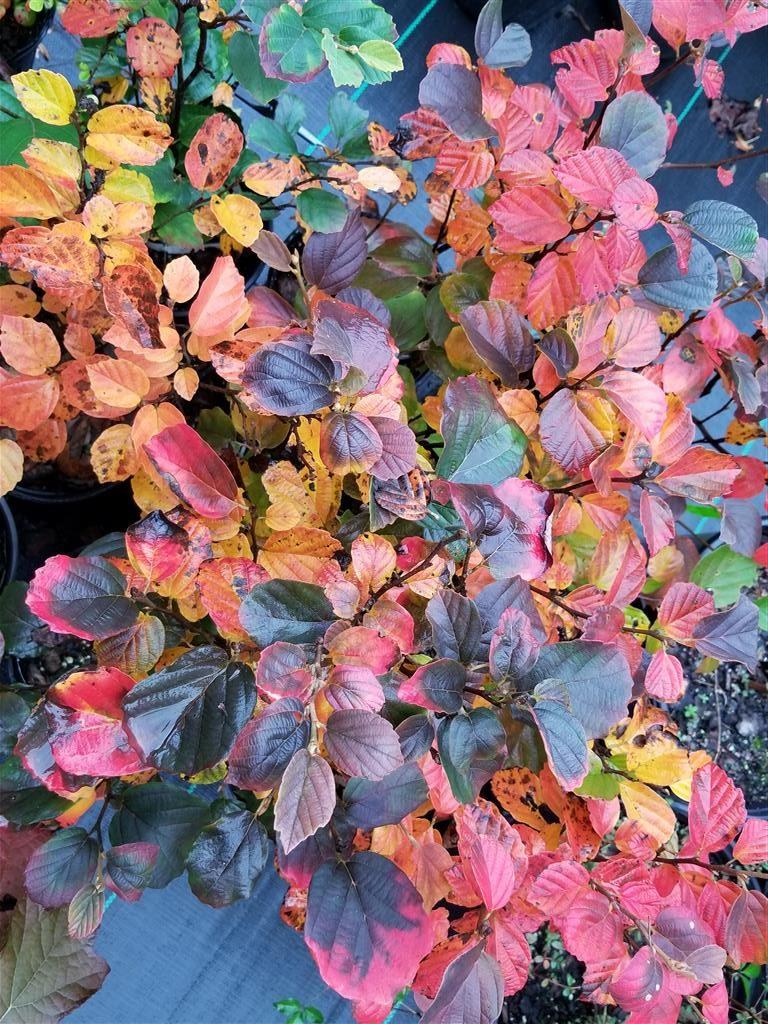Fothergilla Major 'mount Airy' - View 22 from www redcrocus com
