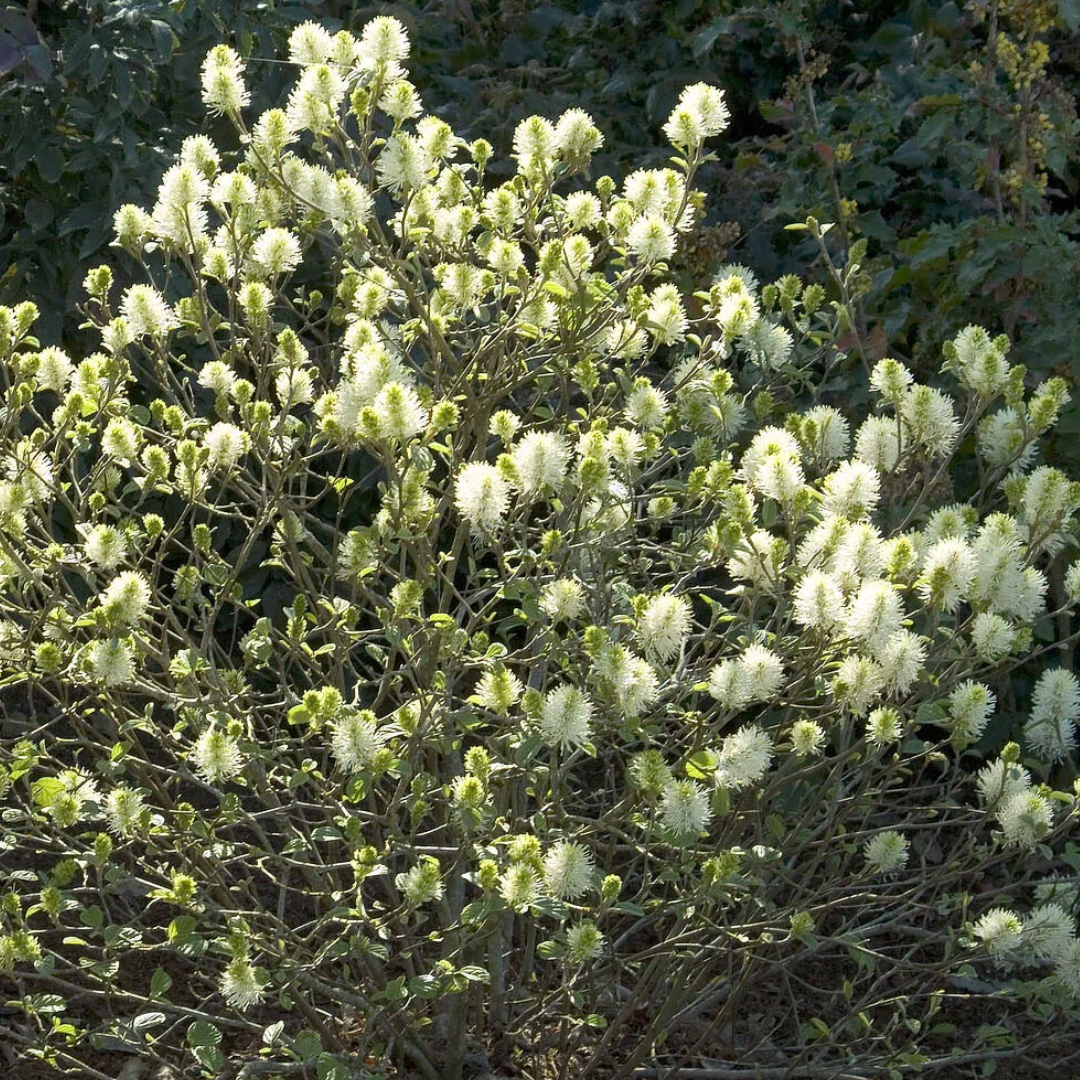 Fothergilla Major 'mount Airy' - View 24 from www redcrocus com