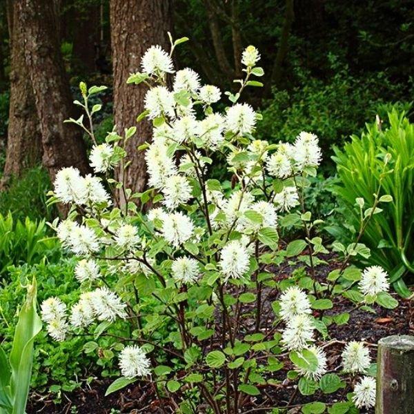 Fothergilla Major 'mount Airy' - View 25 from www redcrocus com