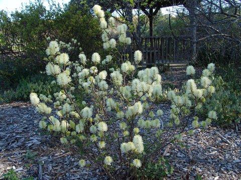 Fothergilla Major 'mount Airy' - View 29 from www redcrocus com