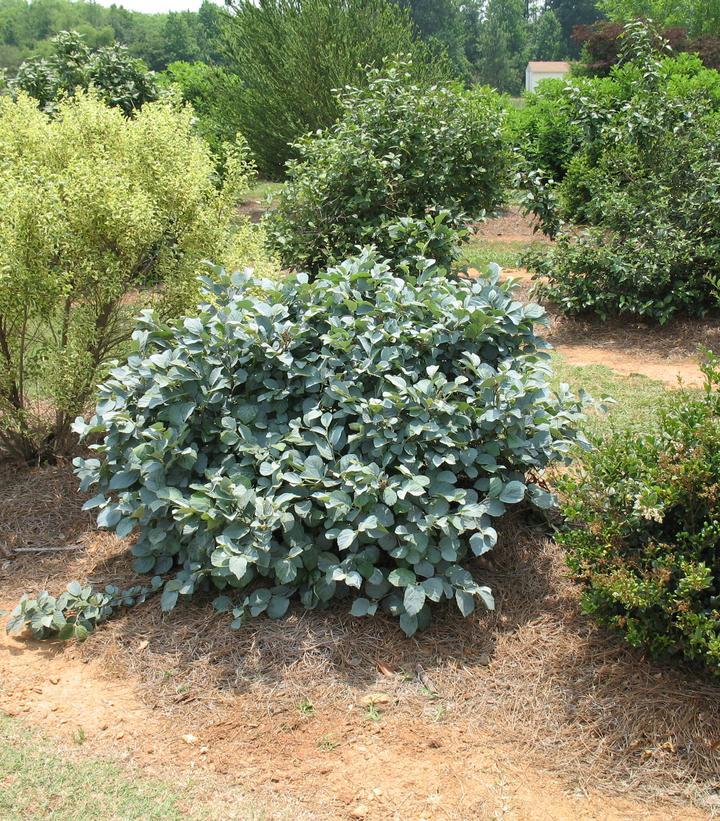Fothergilla Major 'mount Airy' - View 30 from www redcrocus com