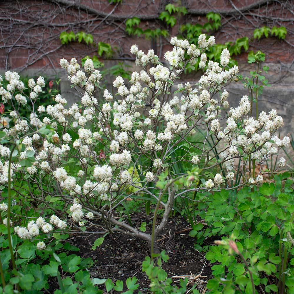 Fothergilla Major 'mount Airy' - View 33 from www redcrocus com