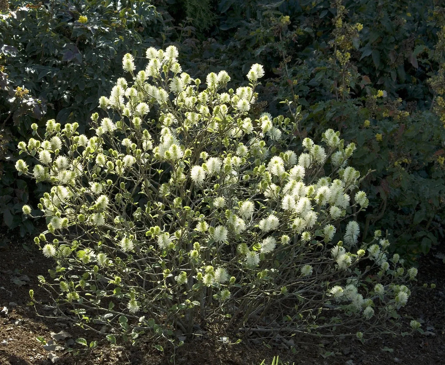 Fothergilla Major 'mount Airy' - View 4 from www redcrocus com