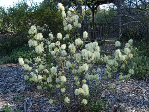 Fothergilla Major 'mount Airy' - View 5 from www redcrocus com