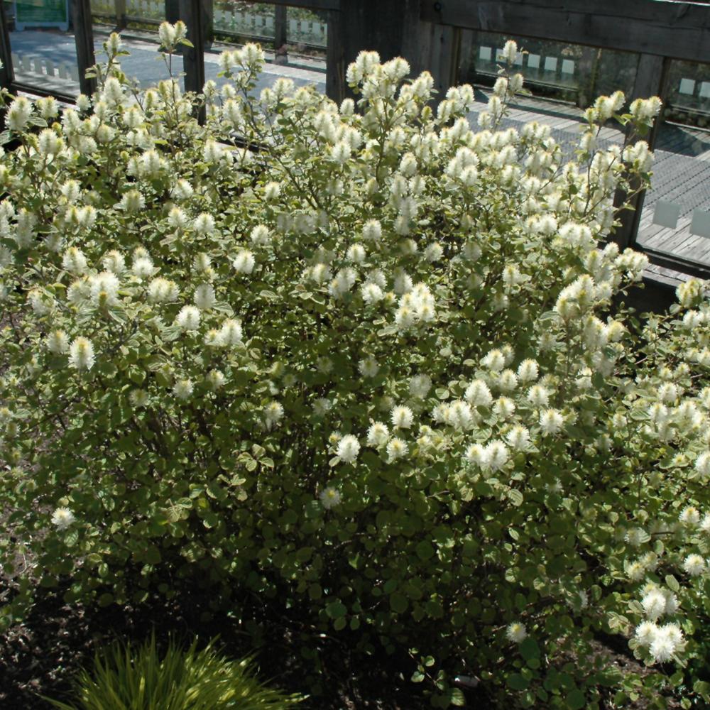 Fothergilla Major 'mount Airy' - View 6 from www redcrocus com