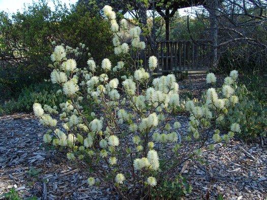 Fothergilla Major 'mount Airy' - View 7 from www redcrocus com