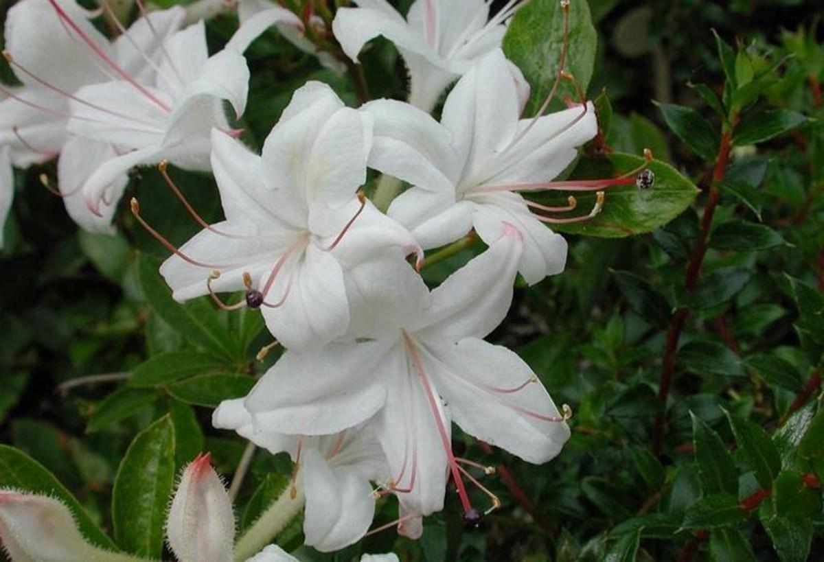 Azalea Weston S Innocence - View 4 from www redcrocus com
