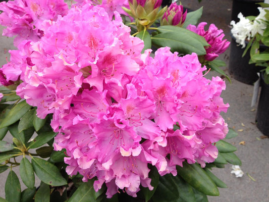 Rhododendron Roseum Elegans - View 1 from www redcrocus com