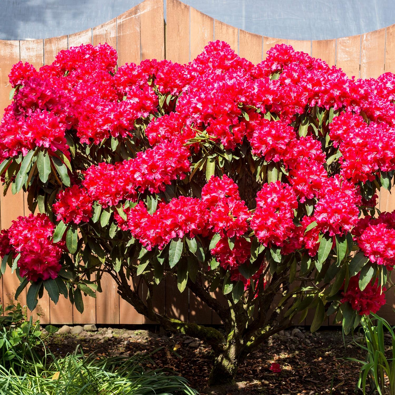Rhododendron Nova Zembla - View 18 from www redcrocus com