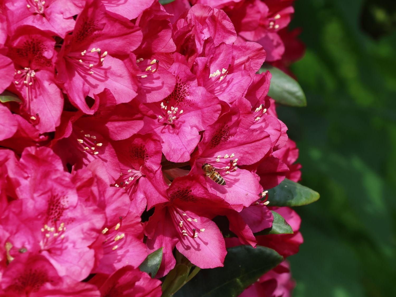 Rhododendron Nova Zembla - View 6 from www redcrocus com