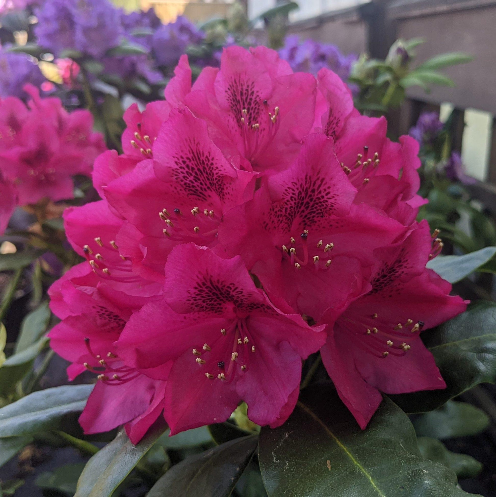 Rhododendron Nova Zembla - View 7 from www redcrocus com