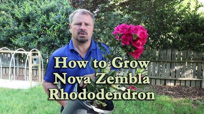 Rhododendron 'nova Zembla' - View 10 from www redcrocus com