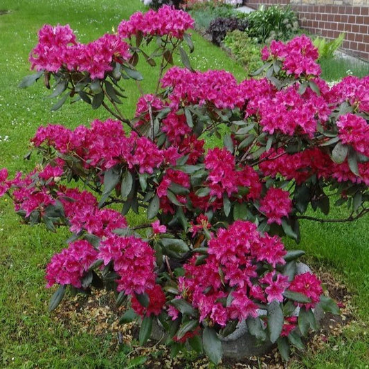 Rhododendron 'nova Zembla' - View 12 from www redcrocus com