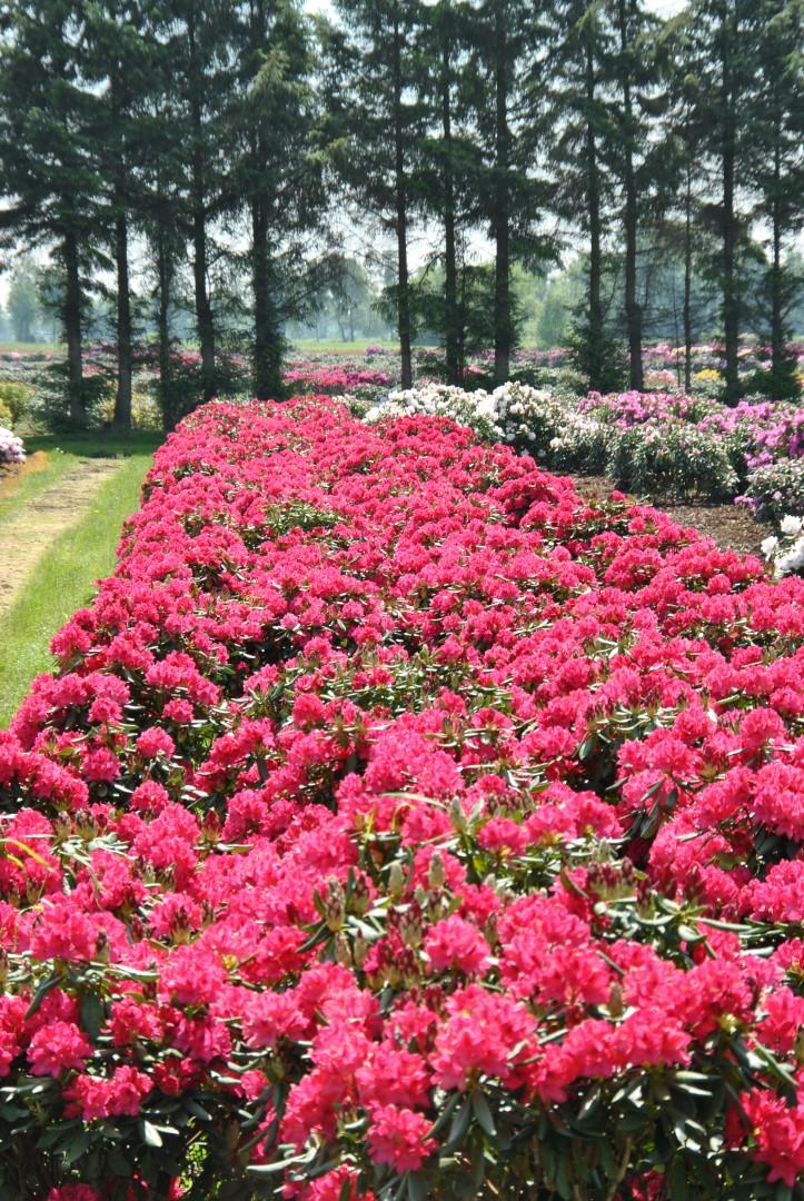 Rhododendron 'nova Zembla' - View 13 from www redcrocus com