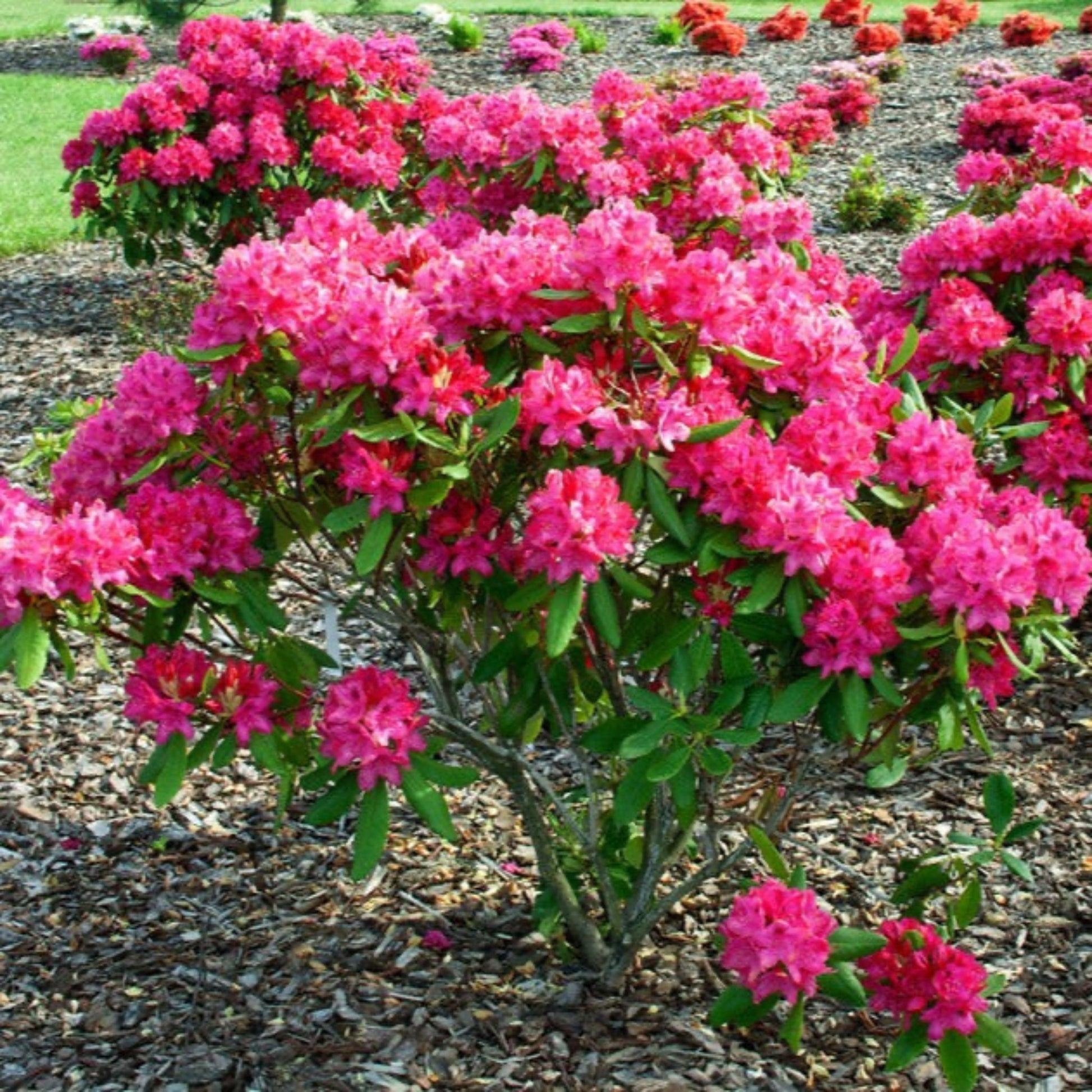 Rhododendron 'nova Zembla' - View 14 from www redcrocus com