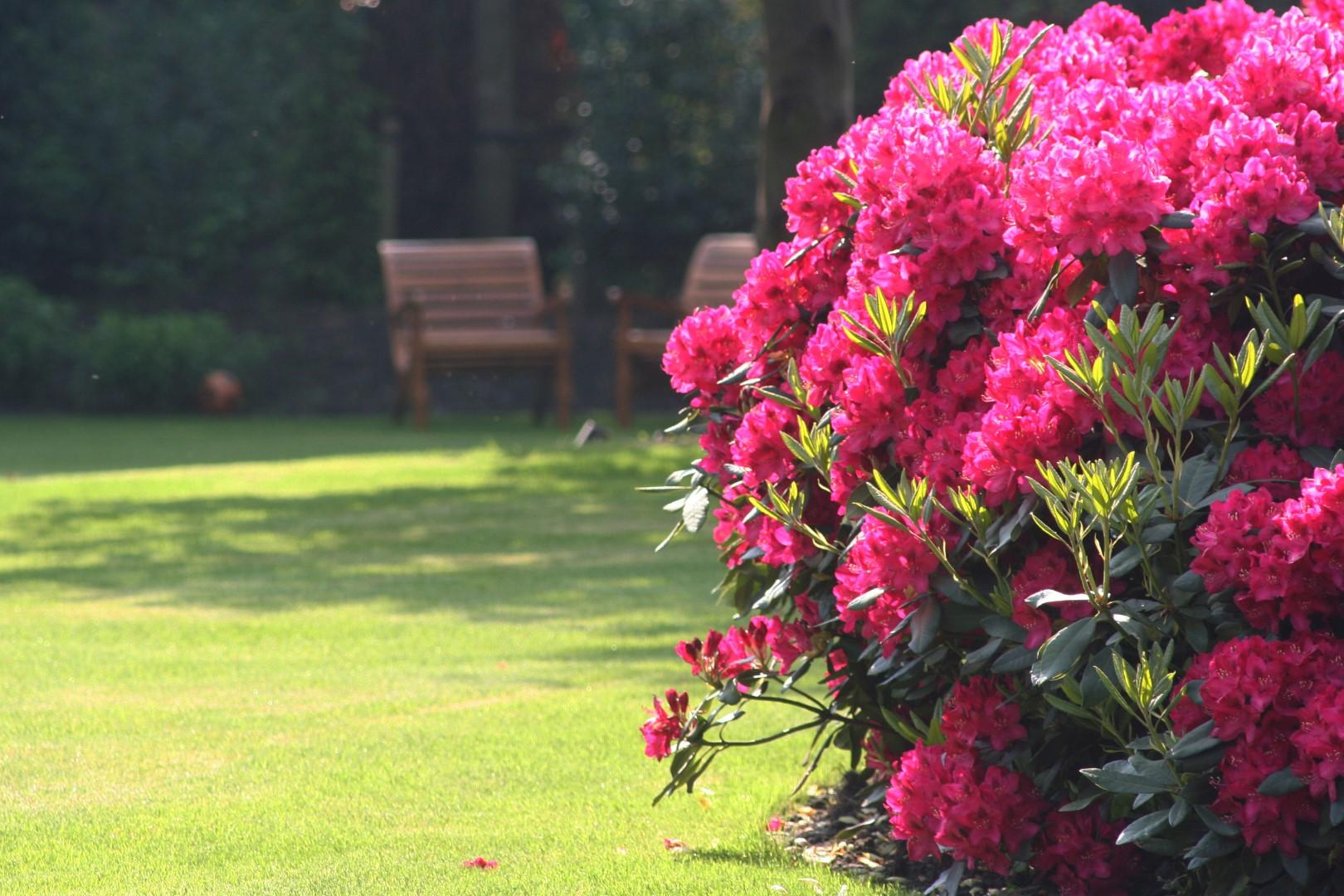 Rhododendron 'nova Zembla' - View 16 from www redcrocus com