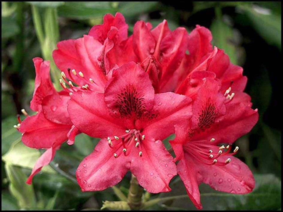 Rhododendron 'nova Zembla' - View 18 from www redcrocus com