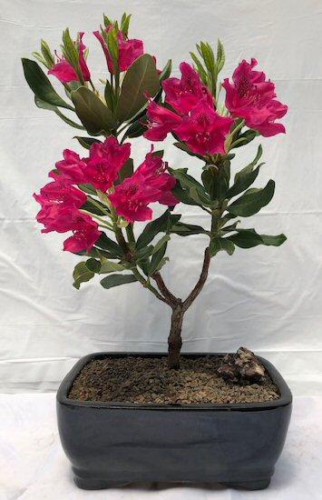 Rhododendron 'nova Zembla' - View 19 from www redcrocus com