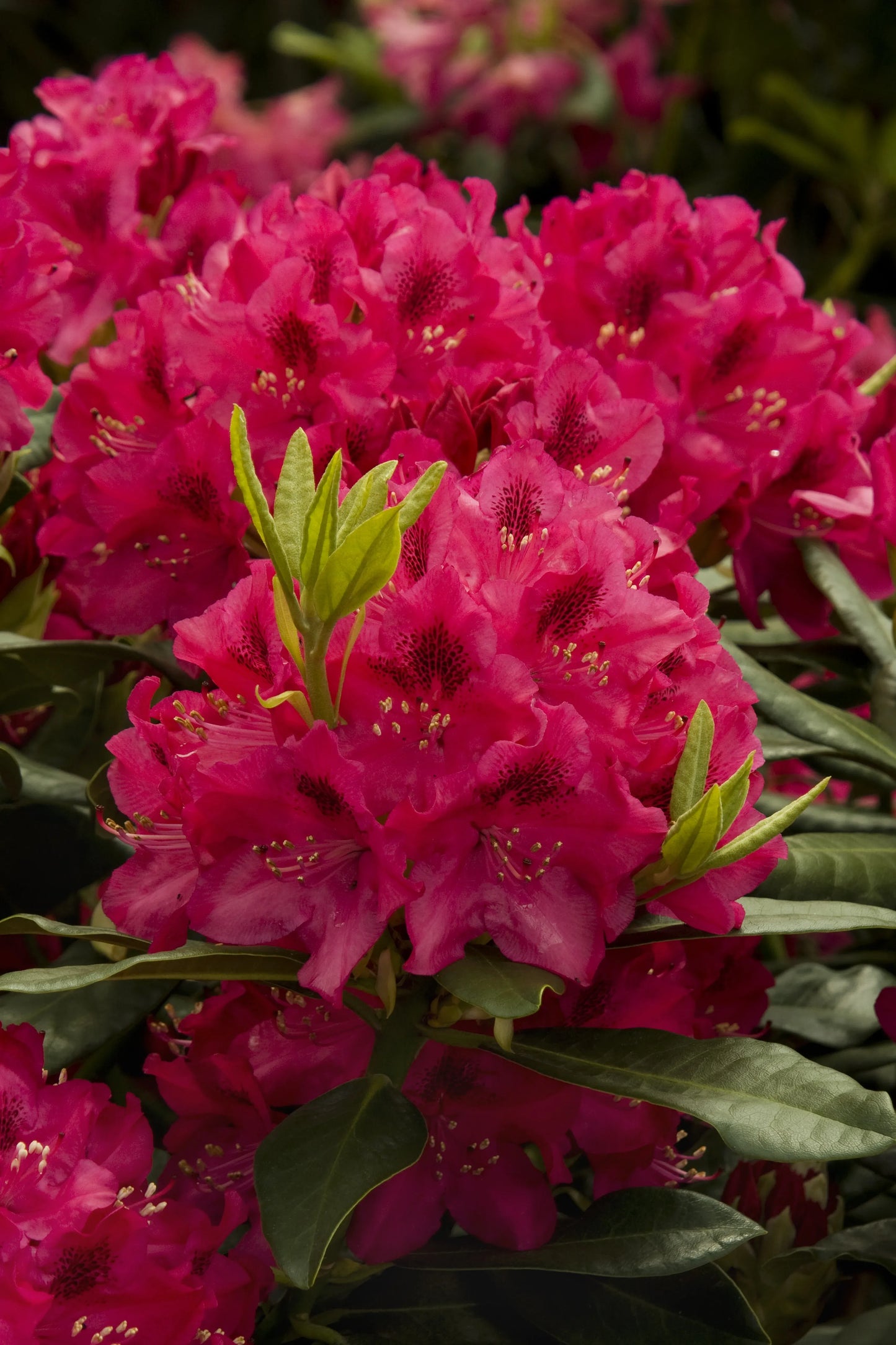Rhododendron 'nova Zembla' - View 1 from www redcrocus com