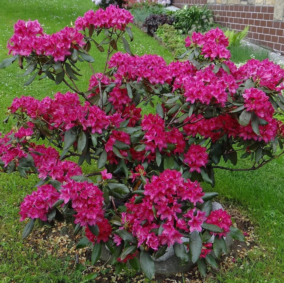 Rhododendron 'nova Zembla' - View 22 from www redcrocus com