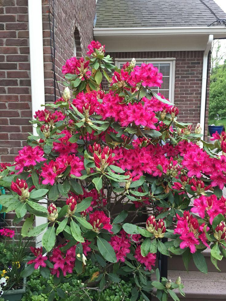 Rhododendron 'nova Zembla' - View 23 from www redcrocus com