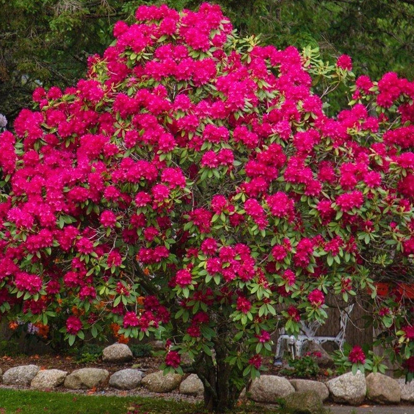 Rhododendron 'nova Zembla' - View 24 from www redcrocus com