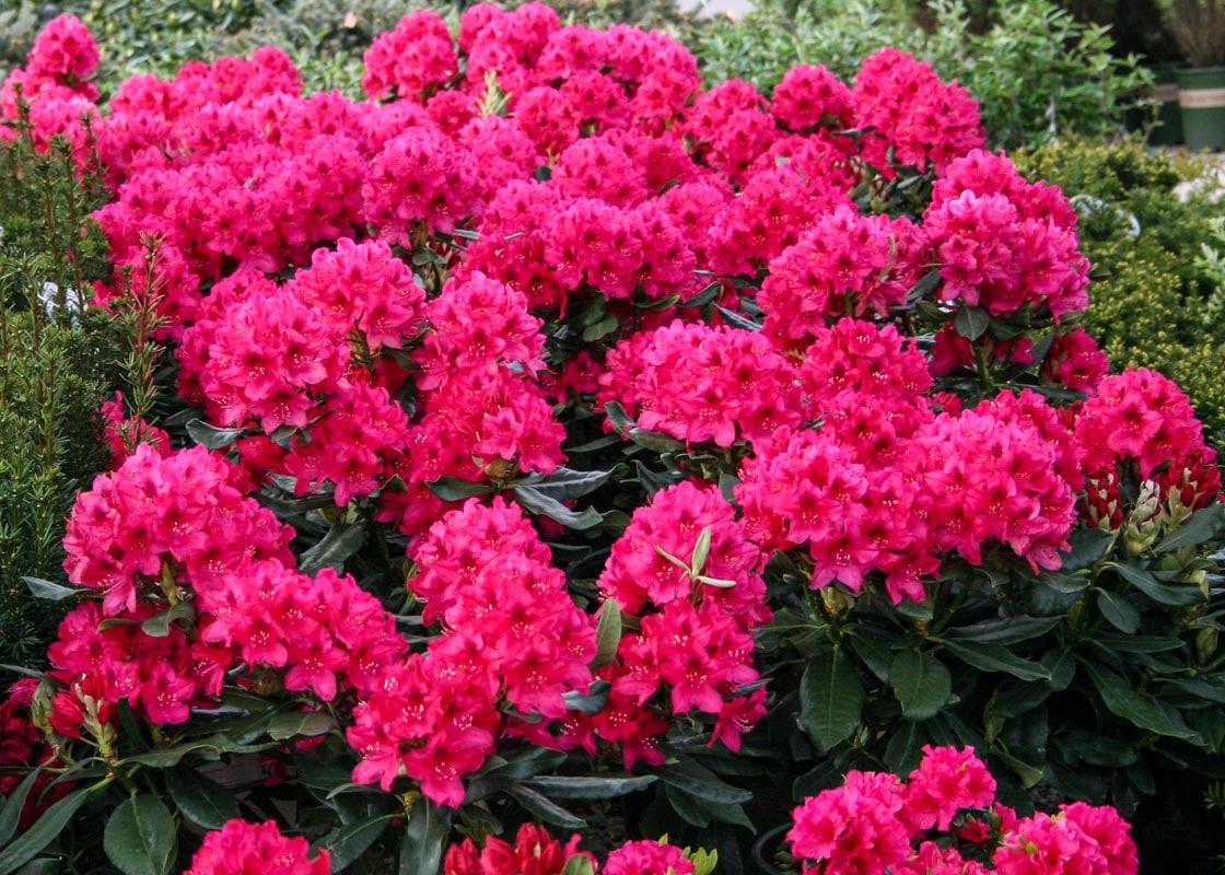 Rhododendron 'nova Zembla' - View 26 from www redcrocus com