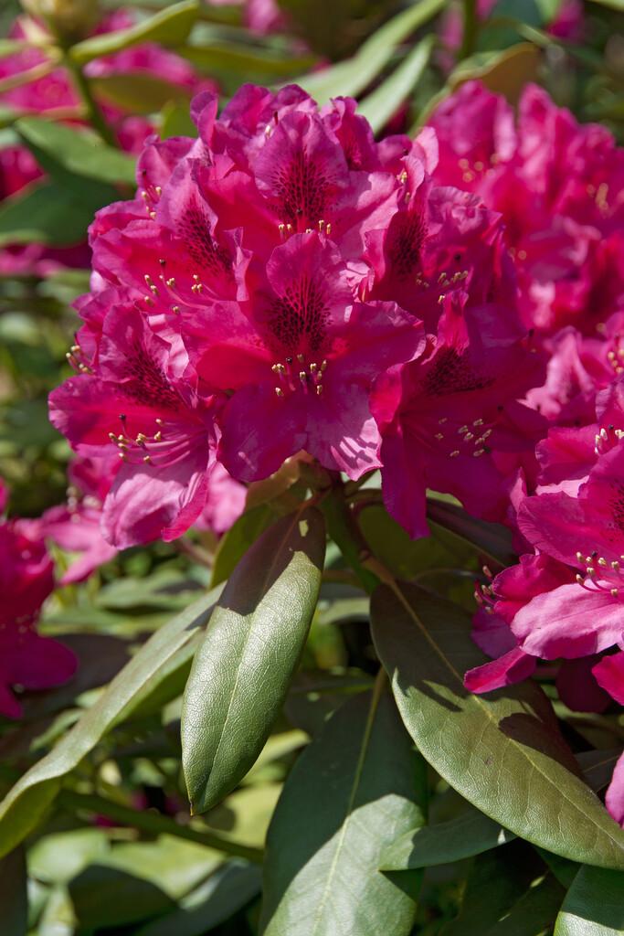 Rhododendron 'nova Zembla' - View 27 from www redcrocus com
