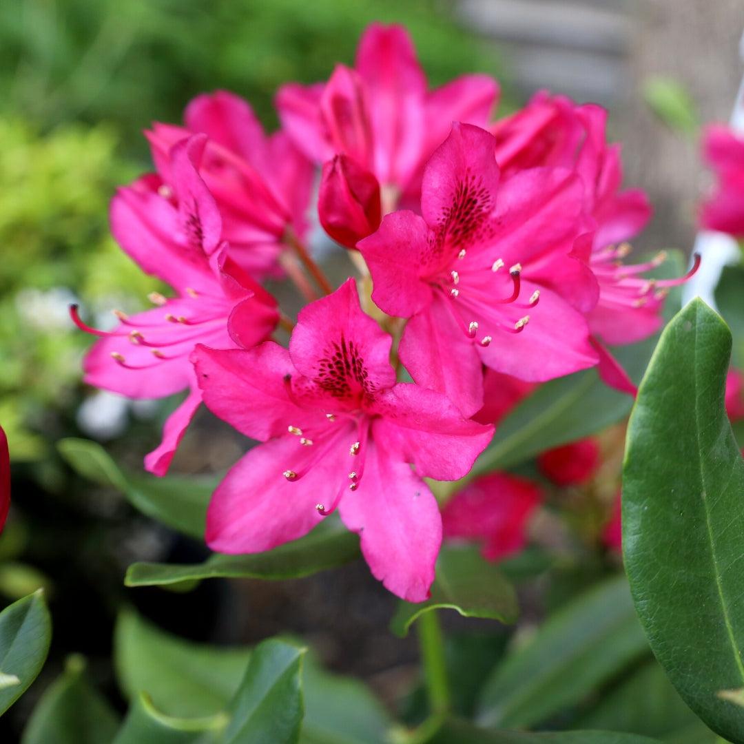 Rhododendron 'nova Zembla' - View 28 from www redcrocus com
