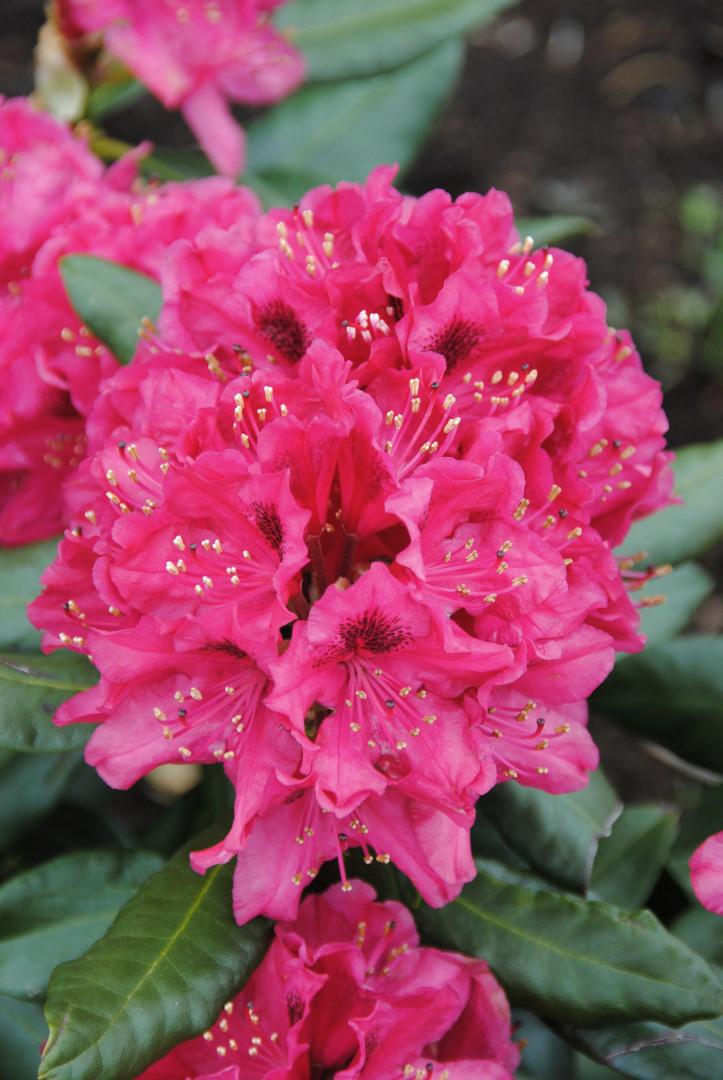 Rhododendron 'nova Zembla' - View 2 from www redcrocus com
