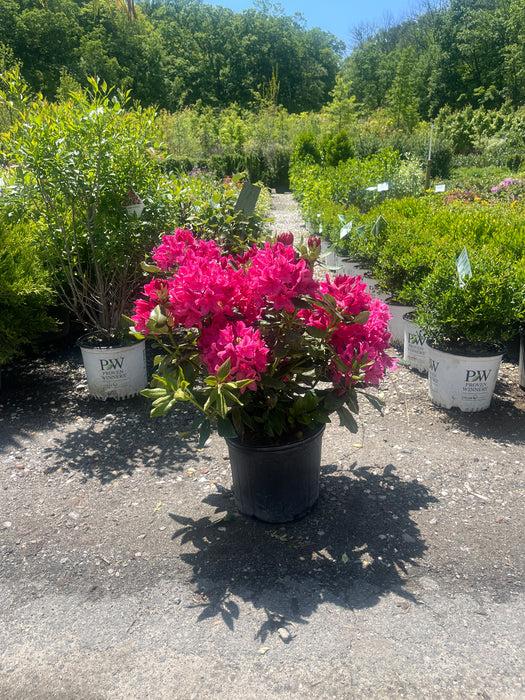 Rhododendron 'nova Zembla' - View 31 from www redcrocus com