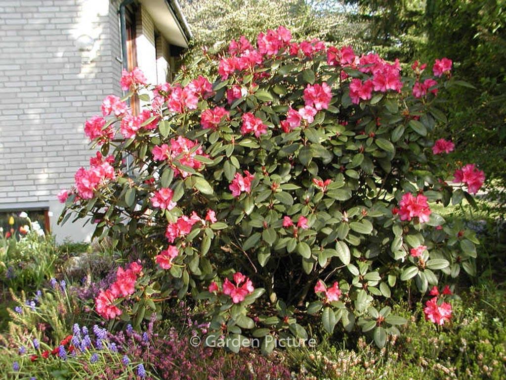 Rhododendron 'nova Zembla' - View 35 from www redcrocus com