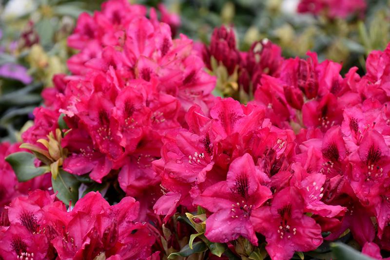 Rhododendron 'nova Zembla' - View 36 from www redcrocus com