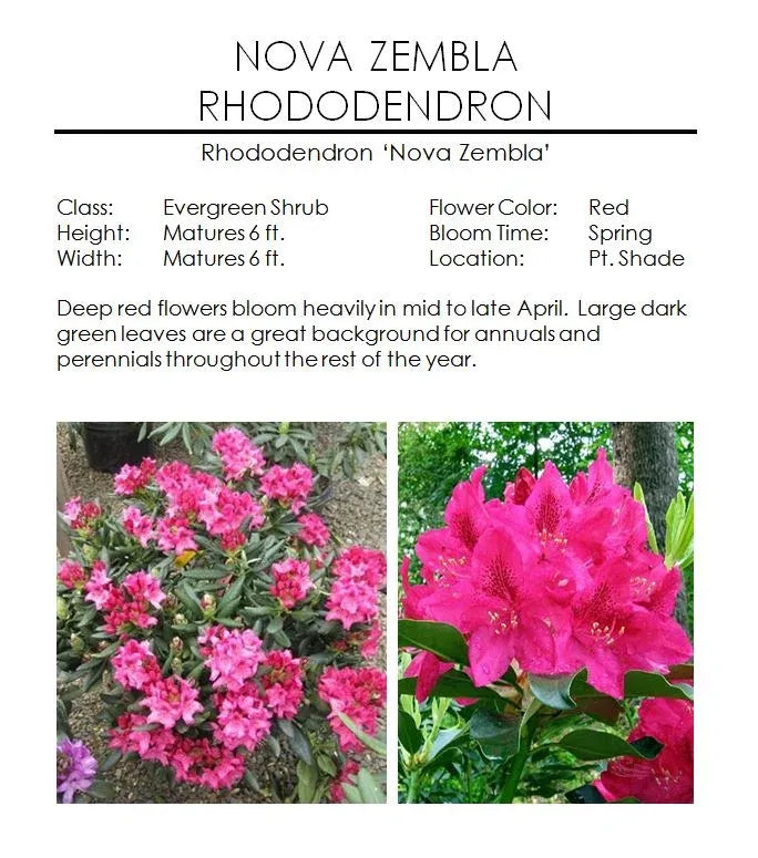 Rhododendron 'nova Zembla' - View 37 from www redcrocus com