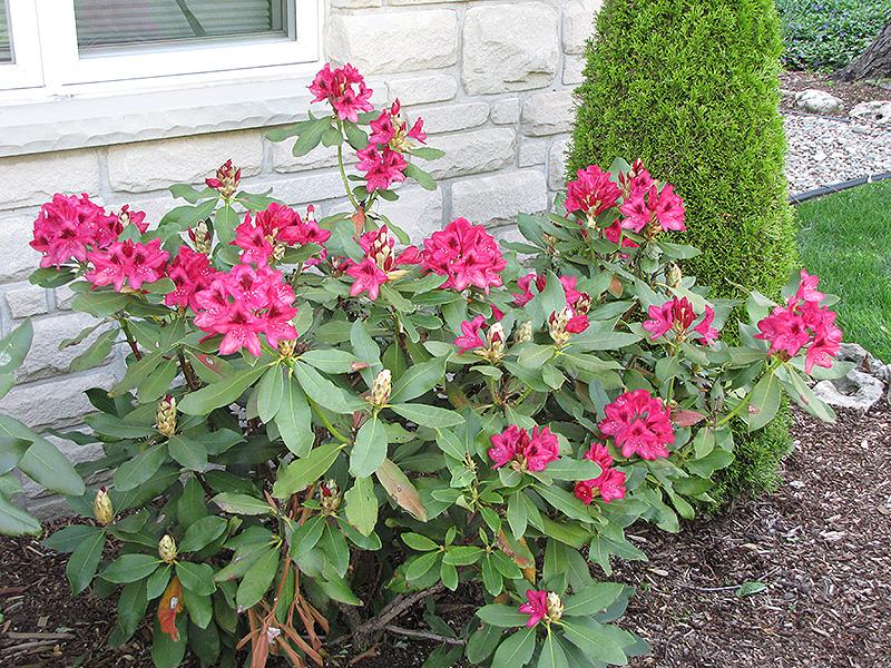 Rhododendron 'nova Zembla' - View 4 from www redcrocus com
