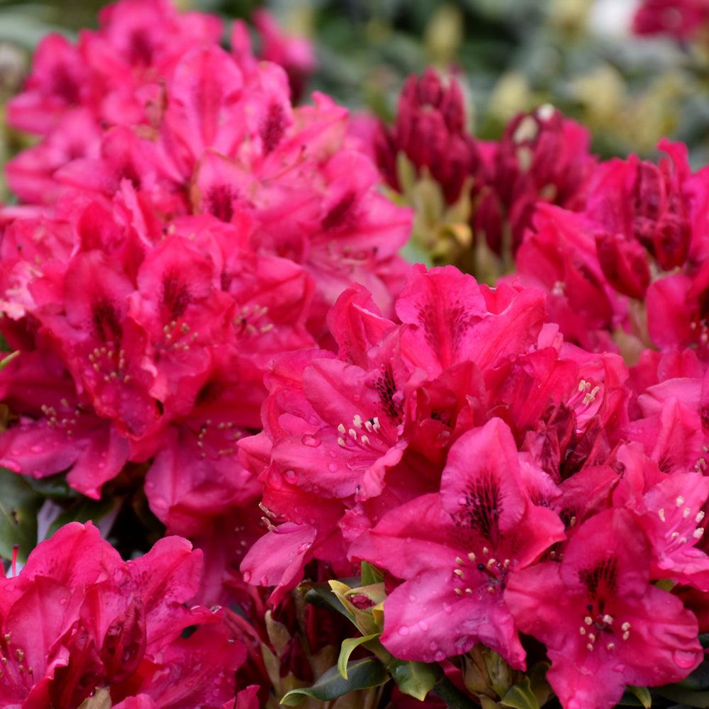 Rhododendron 'nova Zembla' - View 5 from www redcrocus com