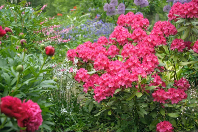 Rhododendron 'nova Zembla' - View 6 from www redcrocus com
